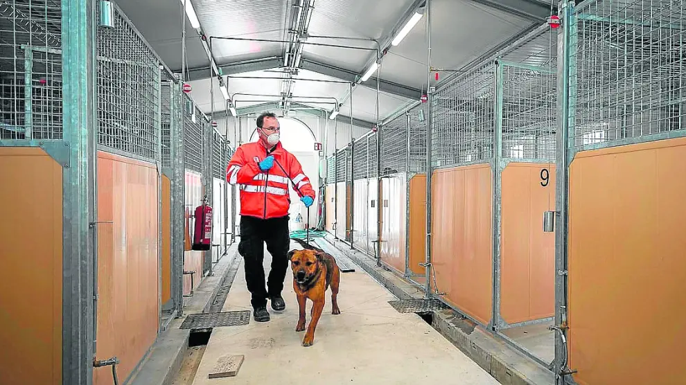 Un trabajador municipal conduce a un perro en las instalaciones del CMPA de Empresarium.
