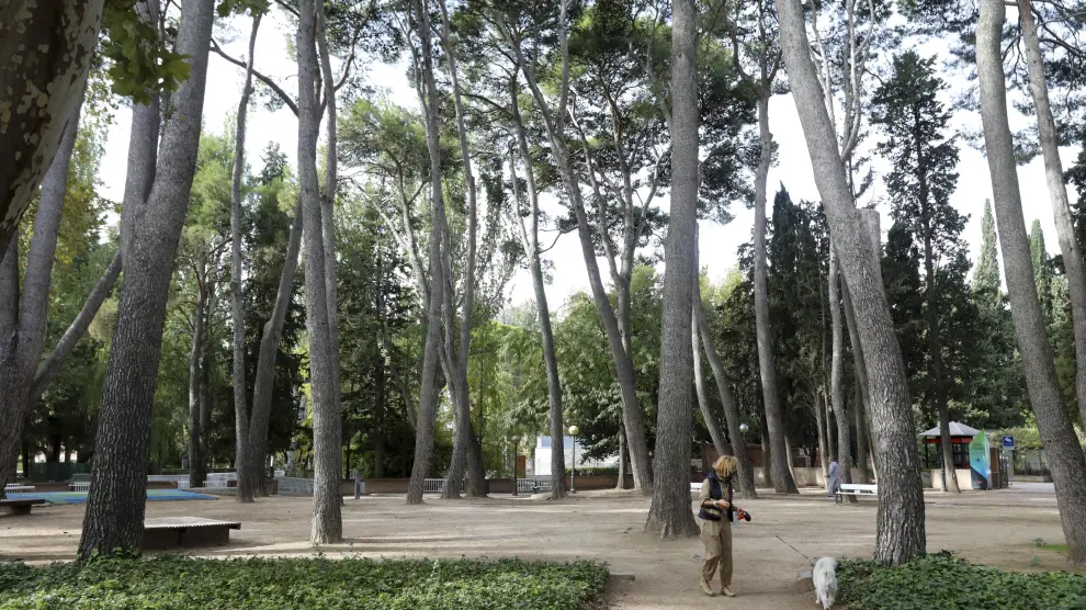 La zona de pinares del Miguel Servet será una de las que restaurará la Escuela Taller del Ayuntamiento de Huesca.
