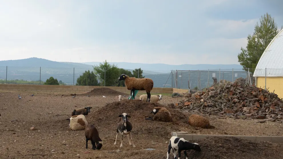 Explotación ovina en La Puebla de Valverde.