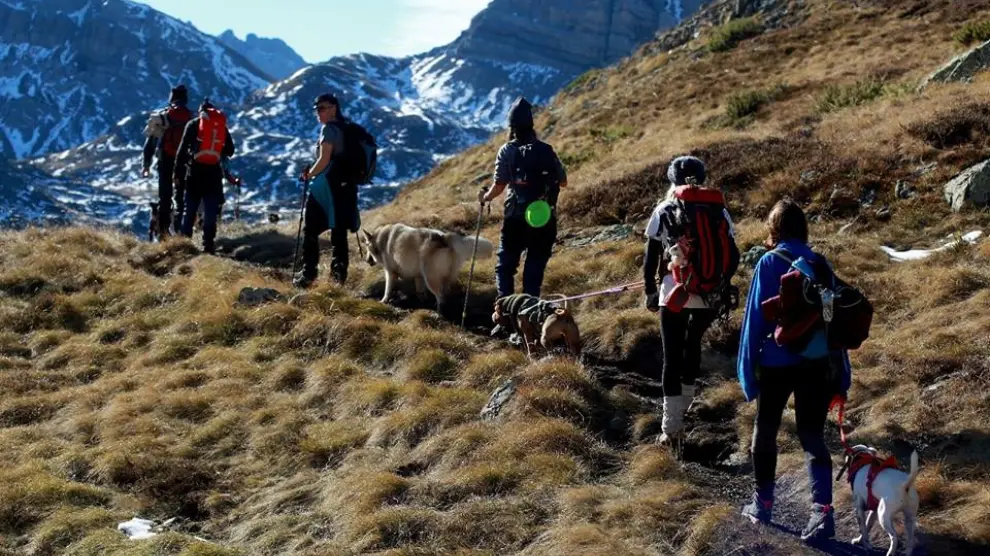 Las mascotas también pueden participar en actividades como montañismo, cimas e incluso parapente