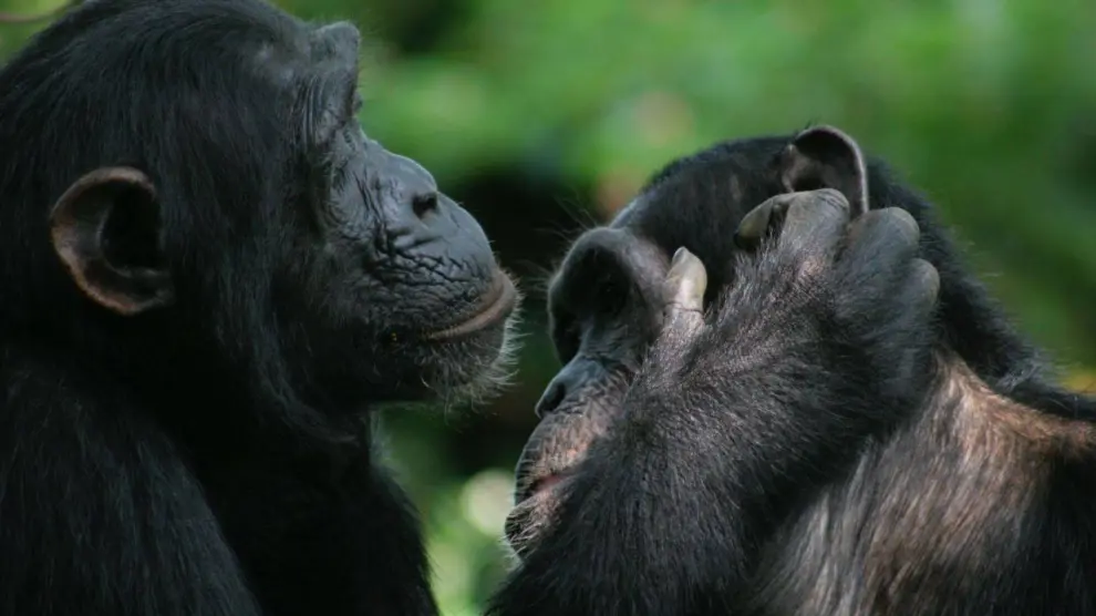 Los investigadores documentaron el uso intencionado de señales por parte de los simios para iniciar y finalizar sus interacciones. / Catherine Hobaiter

Los investigadores documentaron el uso intencionado de señales por parte de los simios para iniciar y finalizar sus interacciones.