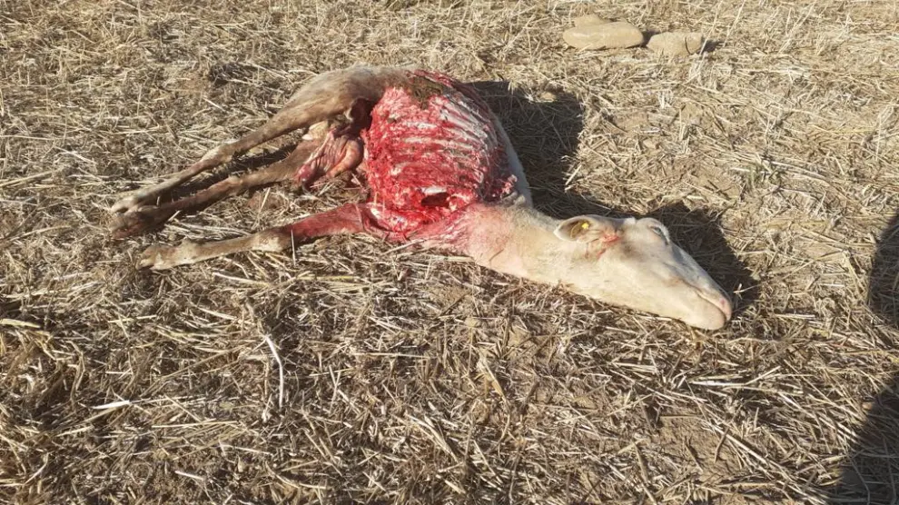 Oveja hallada muerta en Arrés este lunes en un ataque que los ganaderos atribuyen al lobo.