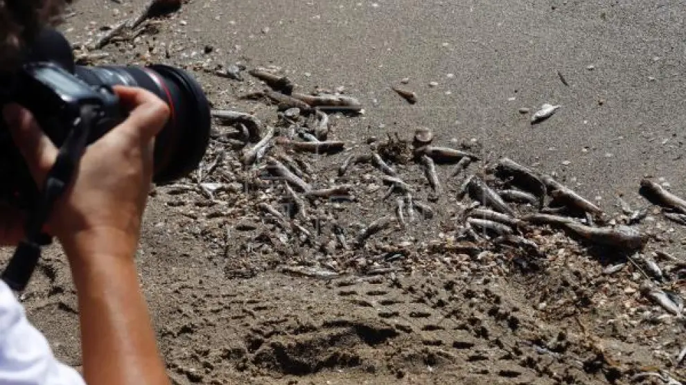 Peces muertos aparecen en las orillas de las playas del Mar Menor (Murcia)