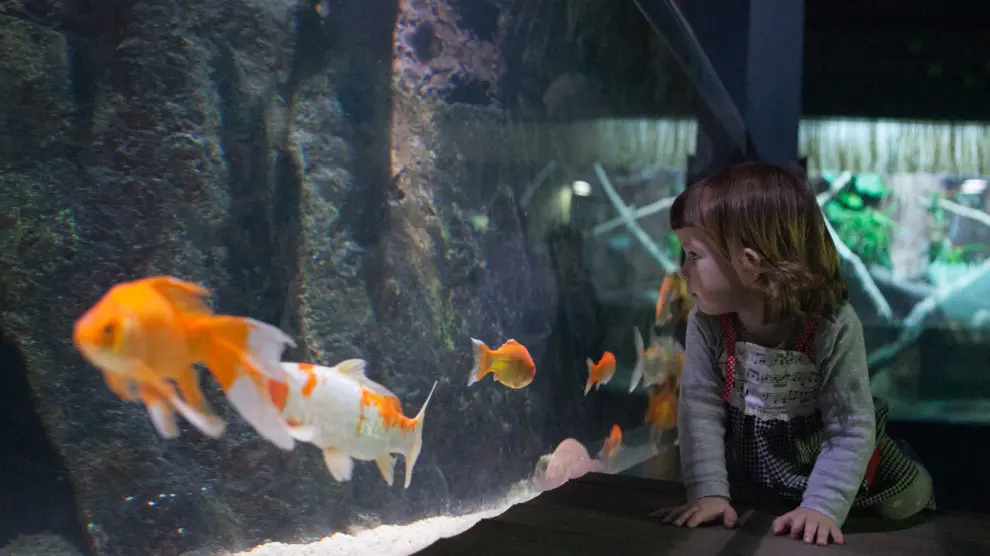 Una niña disfruta del espectáculo de ver en directo un grupo de coloridos peces en el Acuario de Zaragoza.
