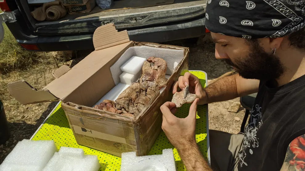Así son los huesos fosilizados encontrados en Alacón.