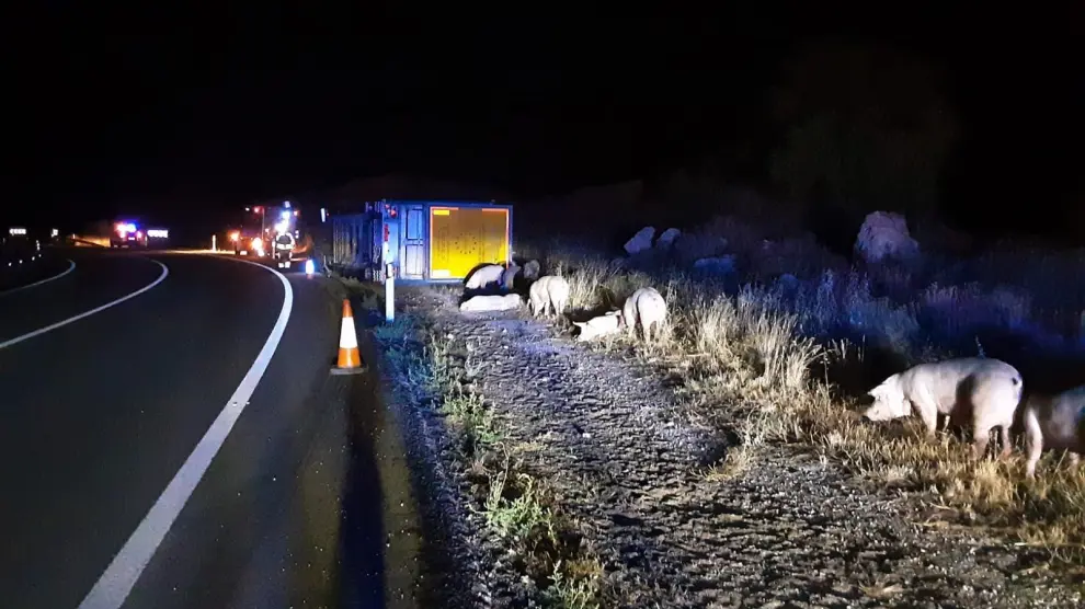 Varios cerdos desperdigados en la carretera tras el accidente