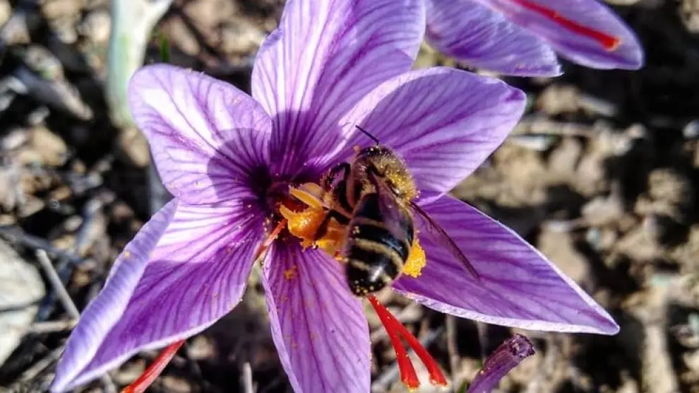 Una abeja, captada en el momento en que recoge polen en una flor de azafrán en Laspuña.