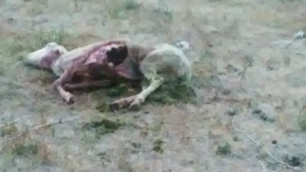 La oveja muerta por el ataque en Sinués.