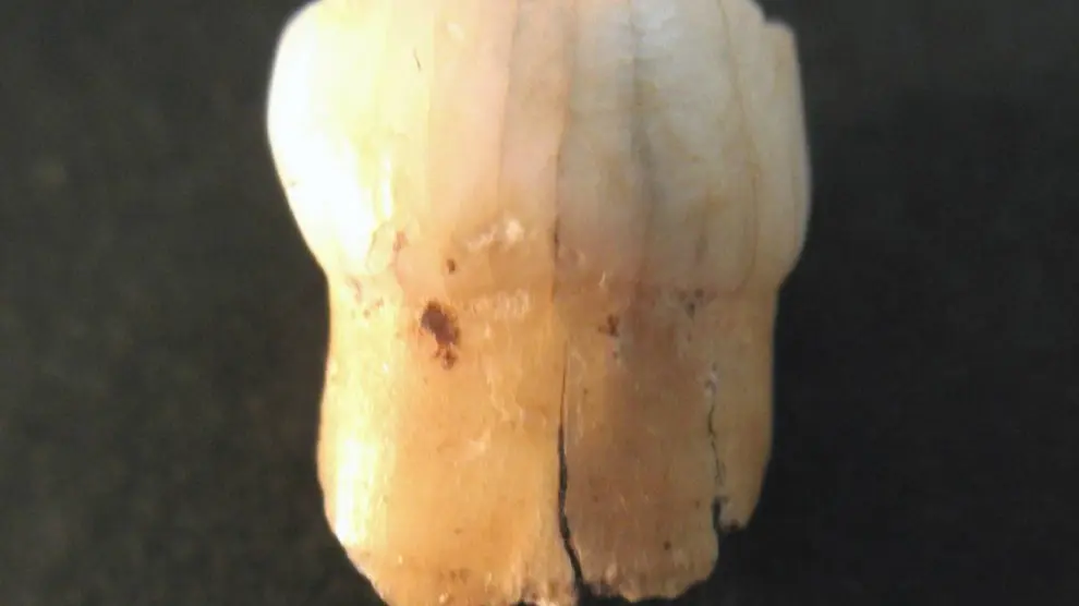 Una de las piezas dentales sobre las que se ha realizado el estudio, proveniente de la cueva de El Castillo (Cantabria).