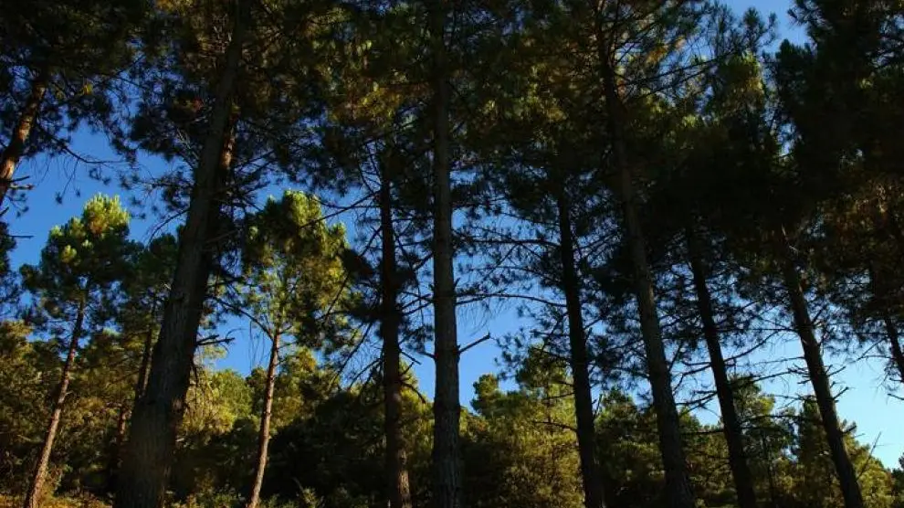 El pinsapar de Orcajo es un bosque de 15 hectáreas de abeto andaluz