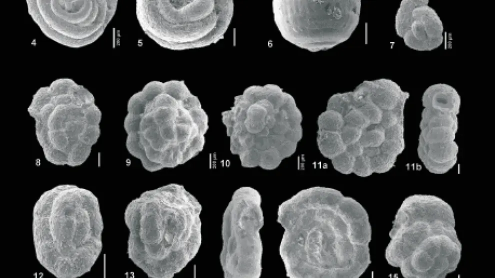 Fotografías de foraminíferos bentónicos tomadas con un microscopio electrónico de barrido en la UZ.