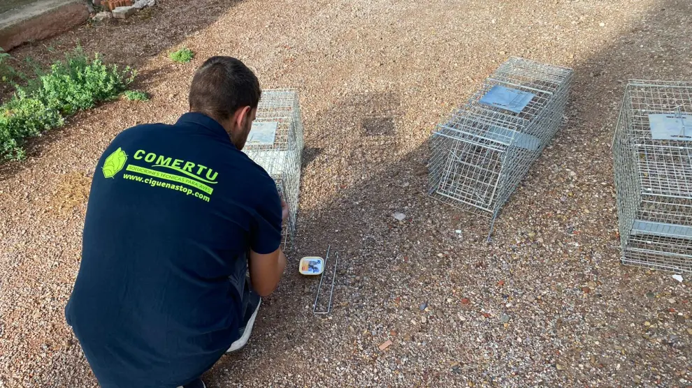 Una de los técnicos de la empresa prepara las jaulas para la captura de los felinos