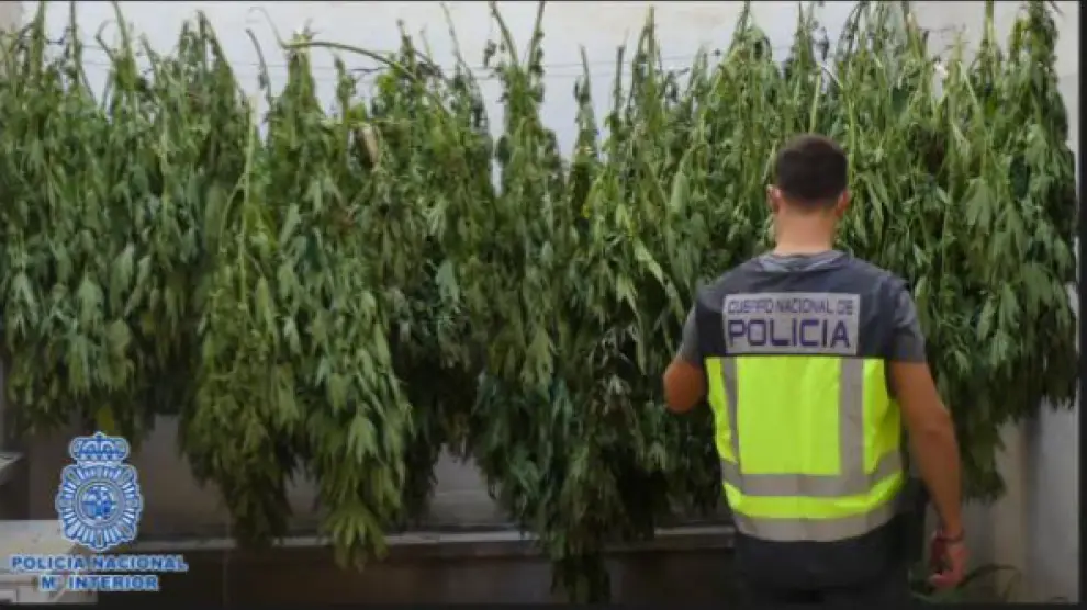 Una de las plantacioness de marihuana intervenidas por los agentes