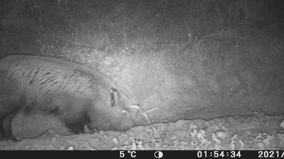Un jabalí, captado de noche por una cámara en un campo de Villaspesa.