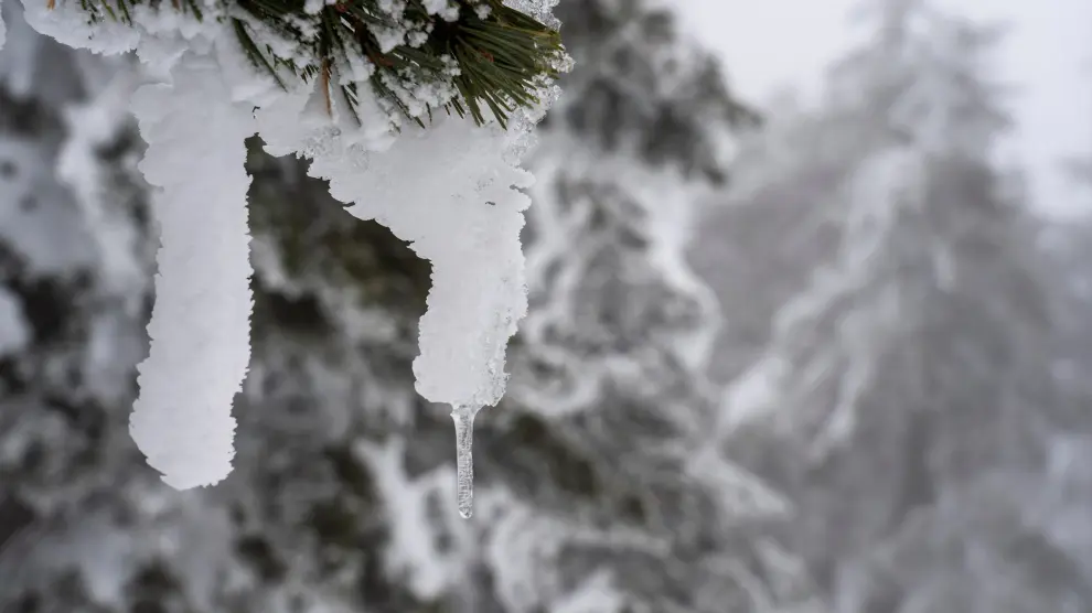 Carámbano de hielo en la rama de un pino en la estación de esquí de Valdelinares, en Teruel.