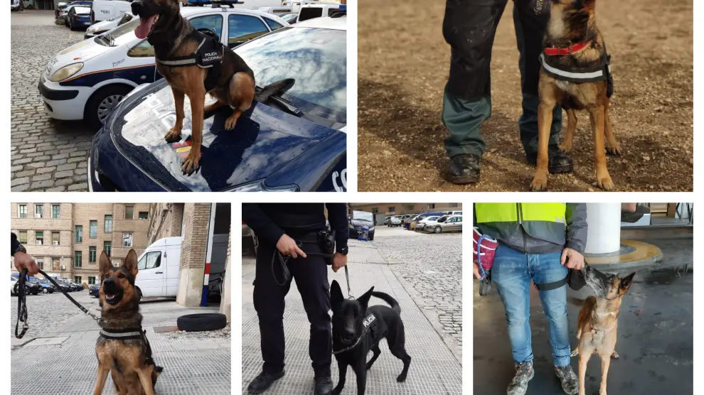 Varios de los perros de la Guardia Civil y de la Policía Nacional de Aragón.