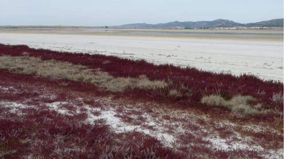 La salicornia coloniza zonas muy salinas como esta de la Laguna de Gallocanta.