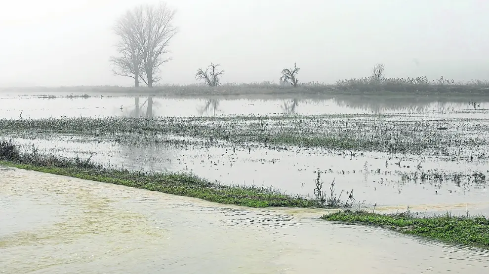 Cultivos anegados por la crecida extraordinaria del Ebro en la localidad de Novillas.