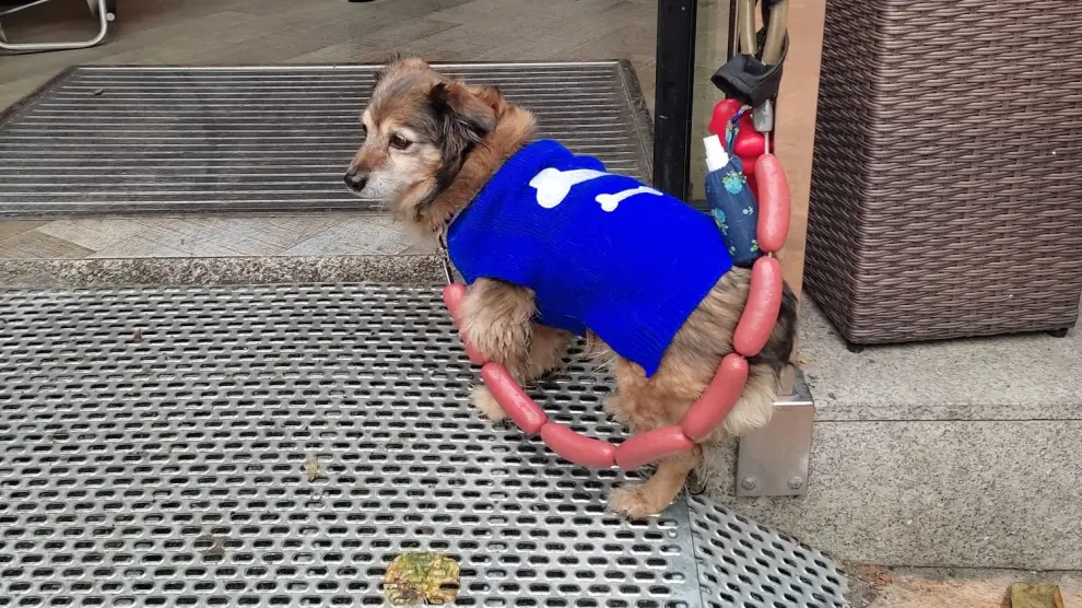 Un perro atado con la original correa en el barrio de la Magdalena de Zaragoza.