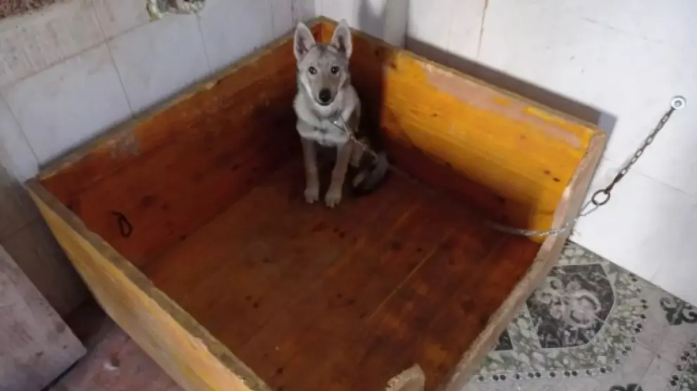 Imagen del cachorro de lobo checoslovaco localizado en un inmueble de Valencia