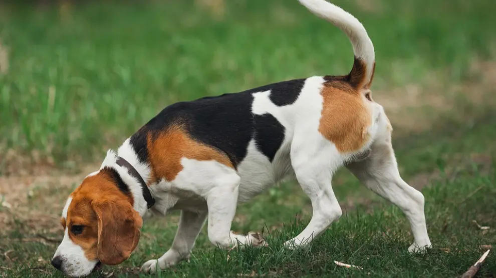 El experimento se realizo con perros de la raza Beagle.