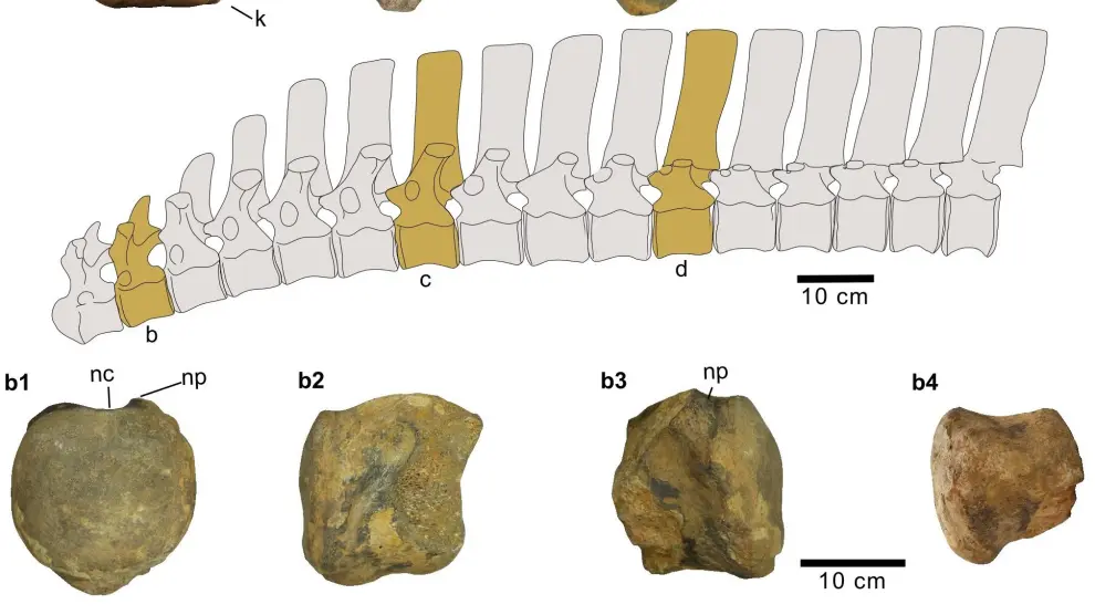 vértebras cervicales y dorsales del Iguanodón Galvensis halladas en Cabra de Mora y estudiadas por los paleontólogos