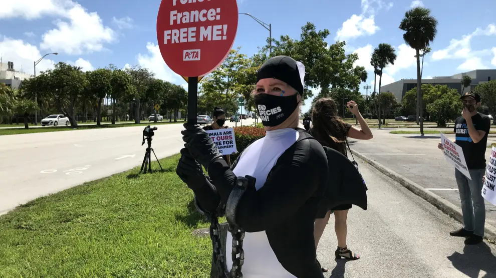 Una mujer disfrazada de orca Lolita durante una manifestación que pide la liberación del animal frente al Miami Seaquarium.