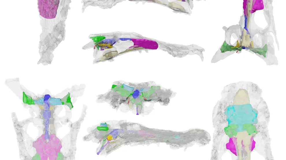 Reconstrucción tridimensional del cráneo (con transparencia) y cavidades craneales (coloreadas) de los holotipos de Arenysuchus gascabadiolorum y Agaresuchus subjuniperus.