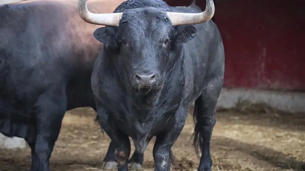 Estos son los toros de la corrida de López Gibaja que abre temporada en Zaragoza