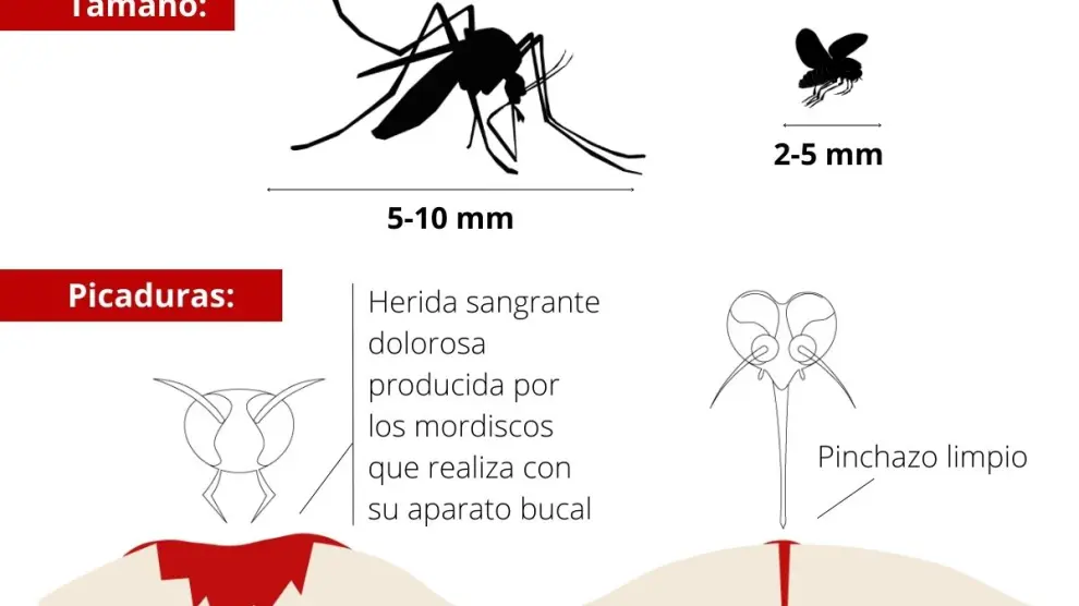 Diferencias entre el mosquito tigre y la mosca negra.