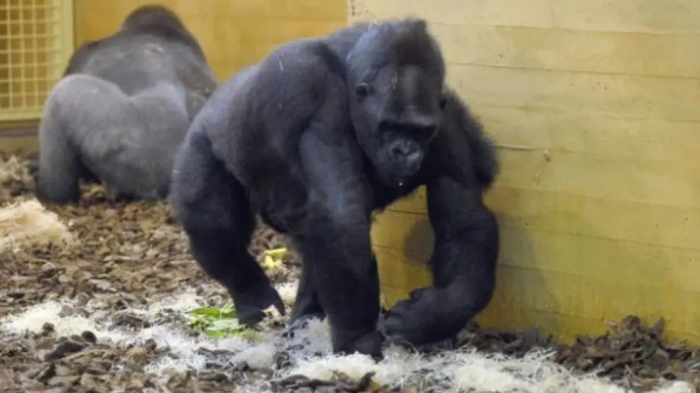 Imagen de archivo de gorilas del Parque de la Naturaleza de Cabárceno