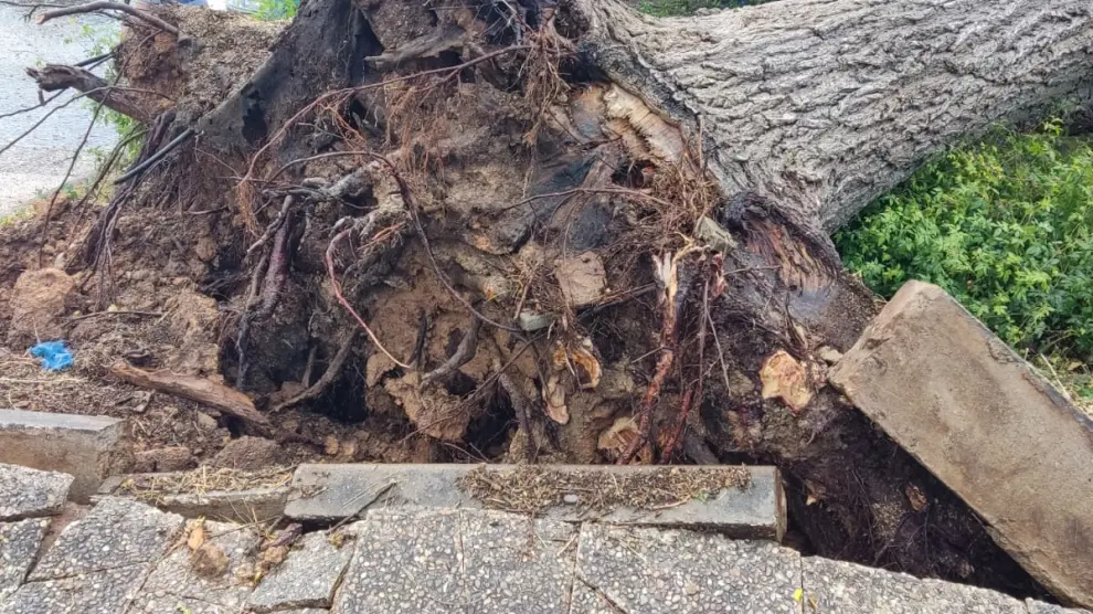 Una fuerte tormenta provoca la caída de un árbol en un área de servicio de Los Monegros.