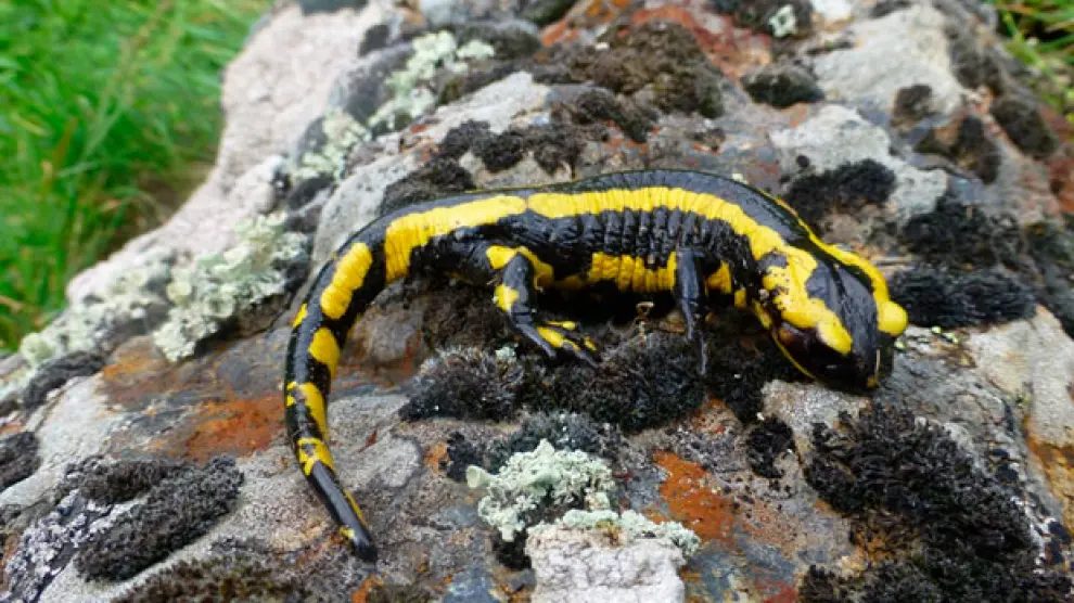 Imagen de la salamandra común.