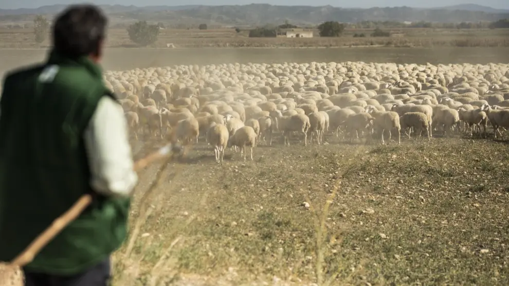 A pesar del descenso del número de cabezas, la ganadería extensiva de ovino sigue siendo teniendo una presencia destacada en la Comunidad.