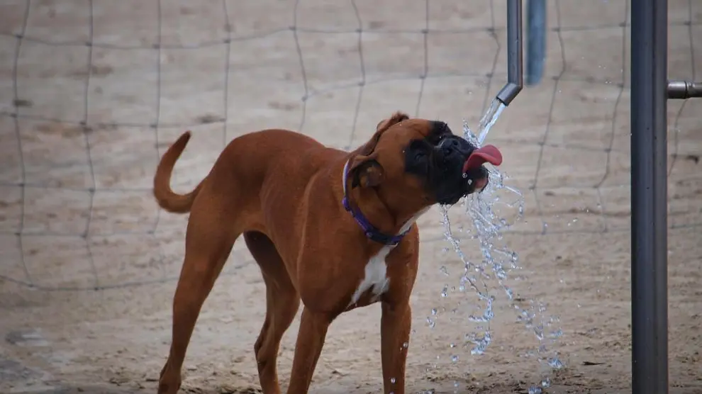 Un perro bebiendo agua, en una imagen de archivo.