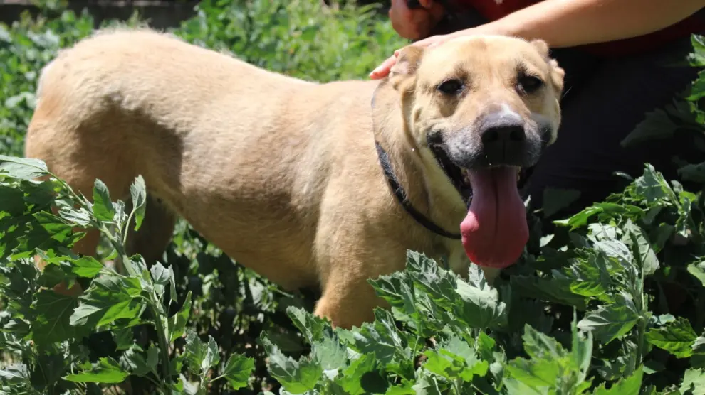 La perra Nala fue abandonada en Calatayud y entró el Centro de la DPZ en abril de 2019. Fue adoptada, pero la devolvieron.