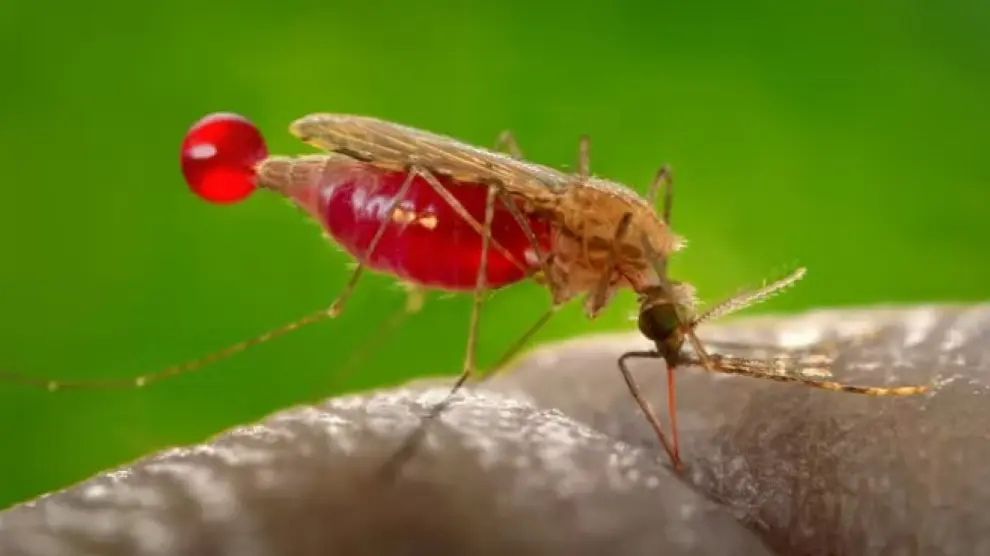 Hembra de mosquito Anopheles gambiae, vector del parásito que causa la malaria, Plasmodium falciparum. Este parásito produce un precursor llamado (E)-4-hidroxi-3-metil-but2-enil pirofosfato que activa los glóbulos rojos humanos para atraer con más fuerza al mosquito e invitarle a chuparnos la sangre.
