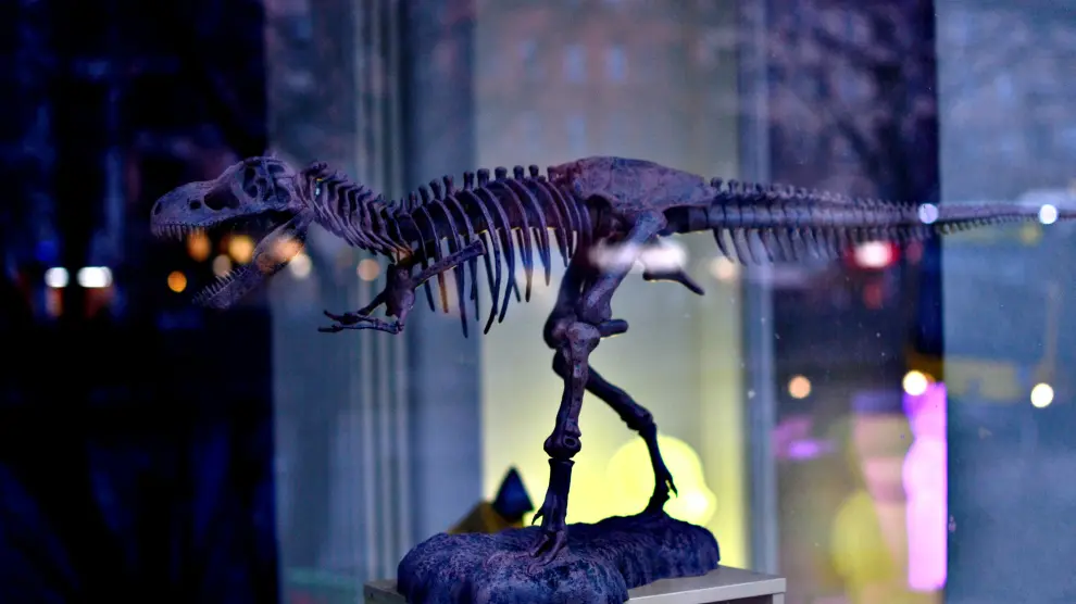 Esqueleto de un dinosaurio, en una imagen de archivo.
