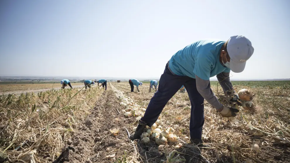 Unos agricultores recogen cebollas de Fuentes de Ebro con D. O.