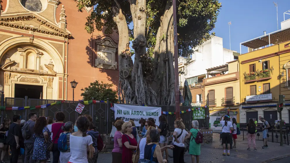 Un grupo de personas protestan ante la tala de un ficus en Sevilla.