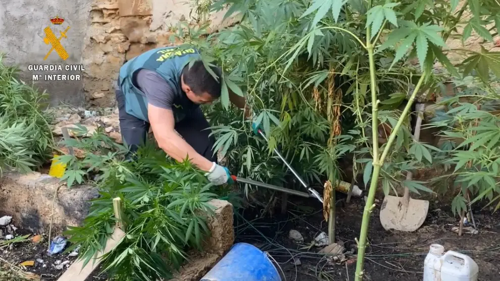 La Guardia Civil de Sariñena desmanteló la plantación de marihuana en el domicilio del detenido.