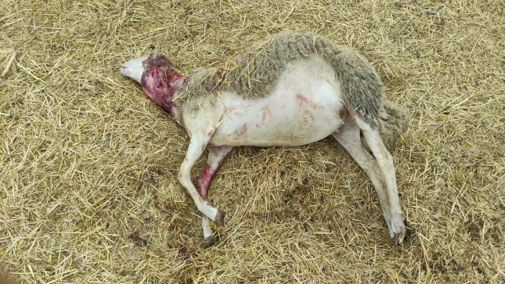 Uno de los seis animales muertos en la explotación de Robres.