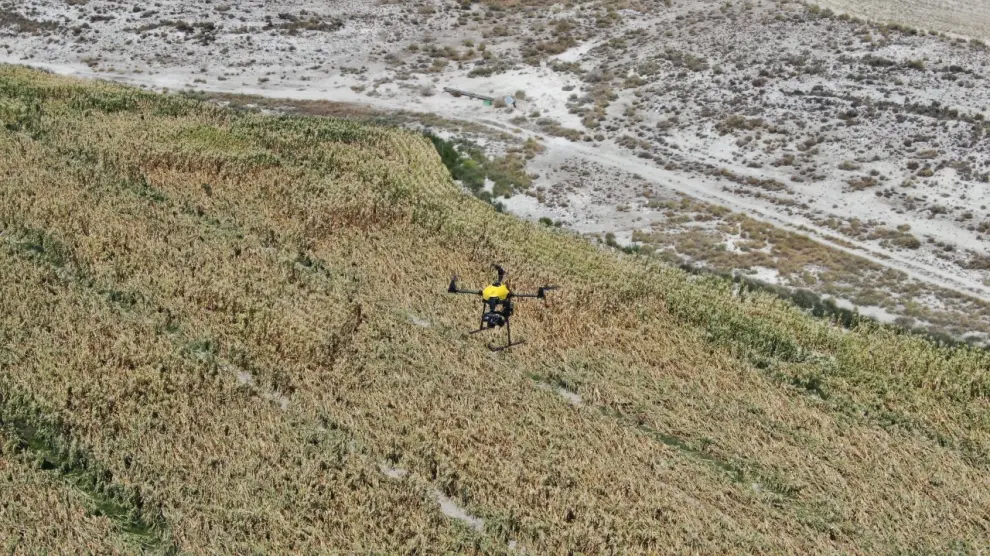 Un dron sobrevuela un campo de maíz para detectar la posible existencia de datura, una planta herbácea tóxica.