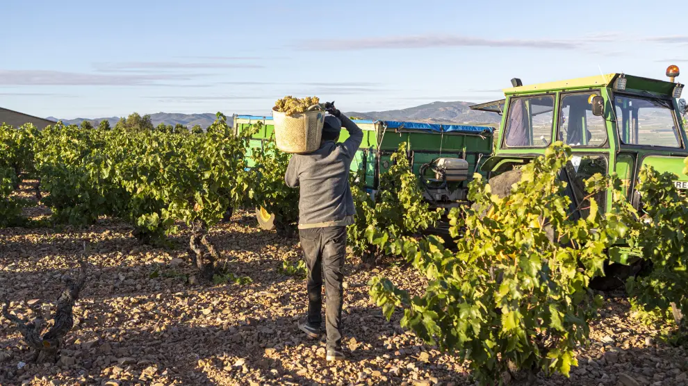 La DOP cariñena prevé vendimiar este año más de 65 millones de kilos de uva.