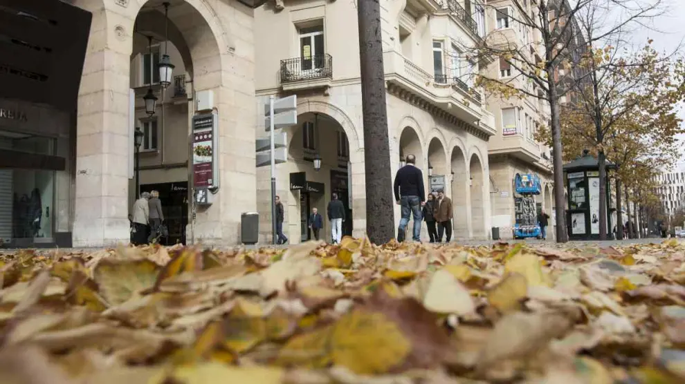 Hojas caídas en el paseo de la Independencia de Zaragoza en otoño.
