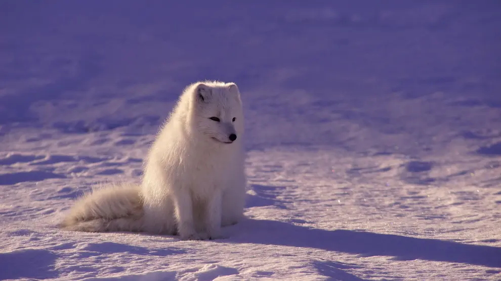Lobo salvaje ártico, en una imagen de archivo