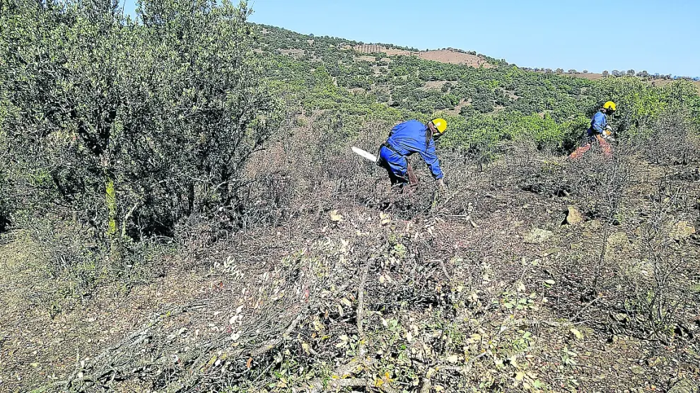 Los equipos forestales cortan los árboles quemados en la zona del incendio.