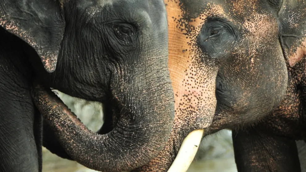 La manada de elefantes recorrió durante una semana carreteras tailandesas.