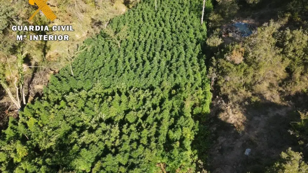 Imagen aérea de la plantación localizada en el municipio de Labata.