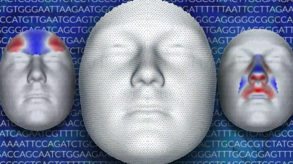 Se han identificado más de 300 localizaciones en el genoma humano implicadas con rasgos como la forma de la nariz o de los labios